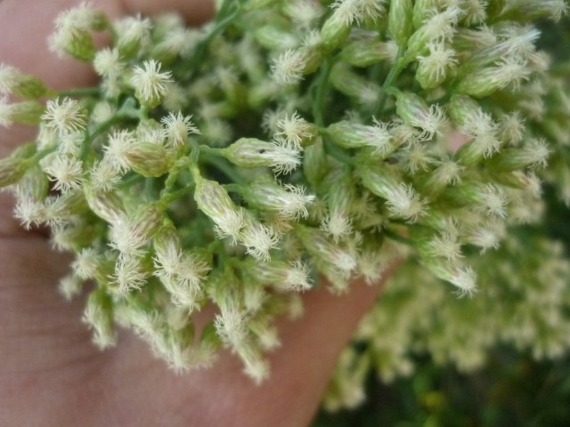 Fiore di Baccharis halimifolia