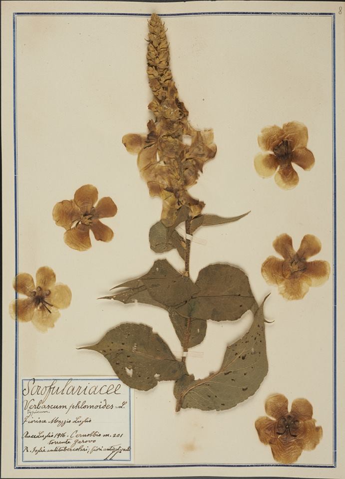 Verbascum phlomoides - Erbario Fabani